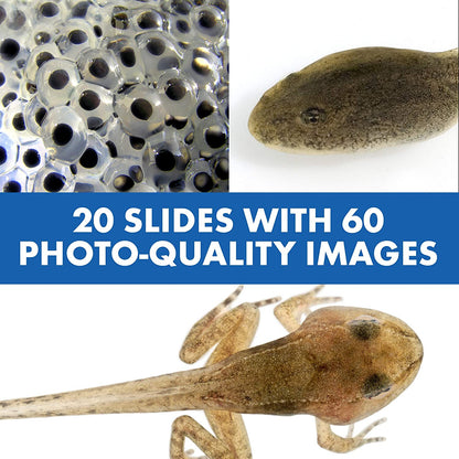 Microscope Toy for Kids with Talking Feature