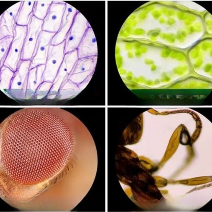 Kids Portable LED Pocket Microscope Toy